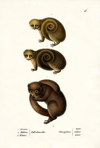 ドワーフキツネザル、1824 作： Karl Joseph Brodtmann